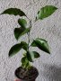 Портокал младо растение за свежест и декорация, снимка 1 - Стайни растения - 42531800