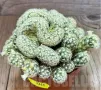 Mammillaria elongata f.cristata, снимка 1