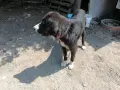 Подарявам куче,мелез м/у Алабай и Каваказка овчарка, снимка 4