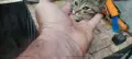 Подарявам малко женско коте, снимка 9