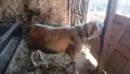 коч Лакон с лоши навици, снимка 2