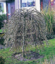 Плачеща върба (Salix caprea 'Kilmarnock'), снимка 1 - Градински цветя и растения - 44622111