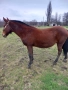 Продавам двандесет годишна кобила, снимка 3