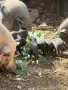 Виаднамски прасета , снимка 2