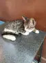 Подаряват се три спасени малки котенца, снимка 12