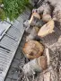 Продавам изгодно иглолистен дървен материал, снимка 3