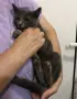 Синя Руска котка , снимка 3