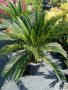 Палми , снимка 2