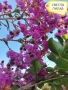 Продавам Индийски Люляк / Lagerstroemia Indica, снимка 5