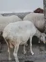 Продавам млечни коза и овца , и ярета за клане, снимка 2