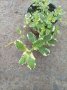 Шарена Мента, Mentha suaveolens, снимка 1 - Градински цветя и растения - 39288853