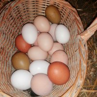 Продавам домашни яйца Шумен , снимка 1 - Домашни продукти - 43557146