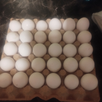 Яйца за люпене от бял легхорн, снимка 1 - За птици - 44655548