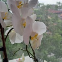 Красиви орхидеи , снимка 9 - Стайни растения - 32936807