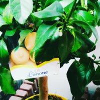 Тор специален за цитруси, гранулиран 1 кг. Тор за всички цитрусови растения: лимони, манда, снимка 5 - Тор и почвени смеси - 40997346