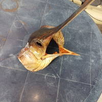 Препарирана глава на риба Меч , снимка 5 - Екипировка - 44589576