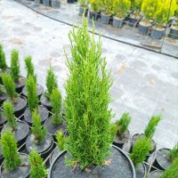 Кипарис Тотем (Cupressus Sempervirens Тotem), снимка 4 - Градински цветя и растения - 41147081