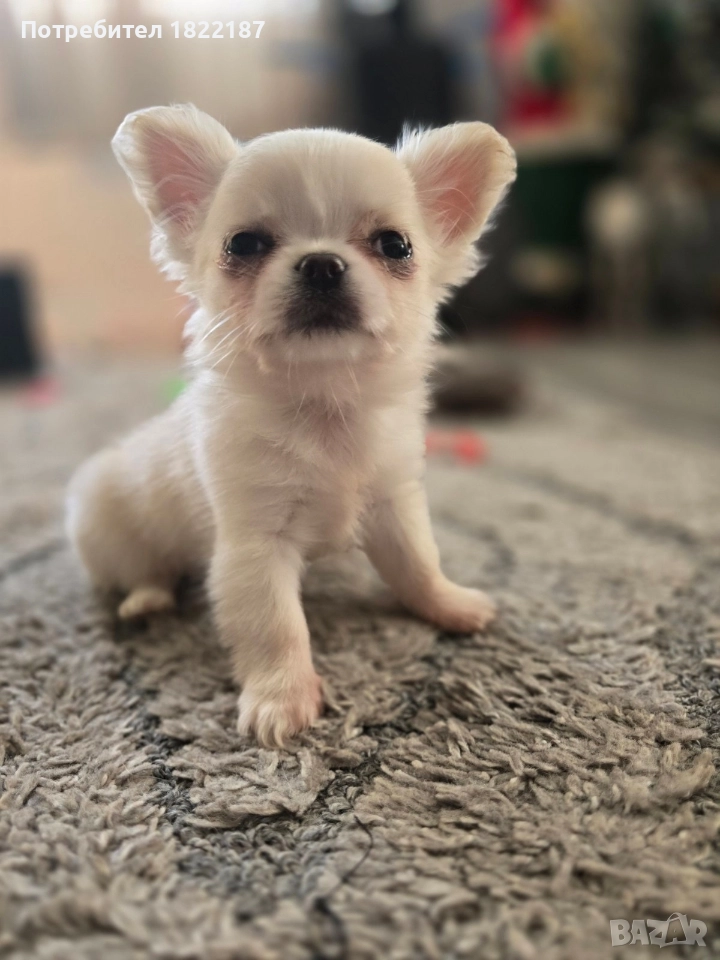 Чихуахуа, снимка 1