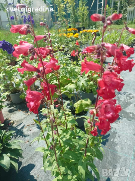 Penstemon quartz red (Пенстемон Червен кварц), снимка 1