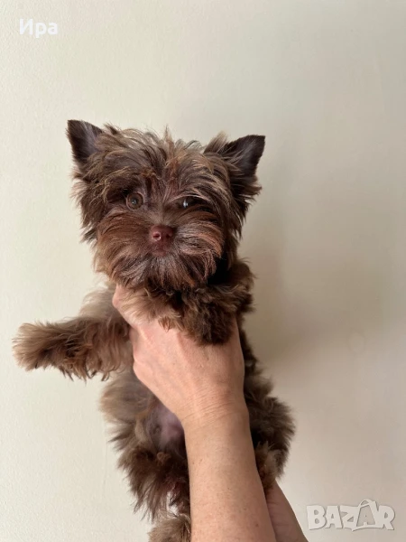 Момиче, снимка 1