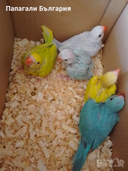 Промо Александри 200 за брой, снимка 1