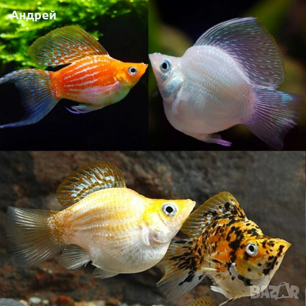 Молинезия балон и Молинезия Велифера, снимка 1