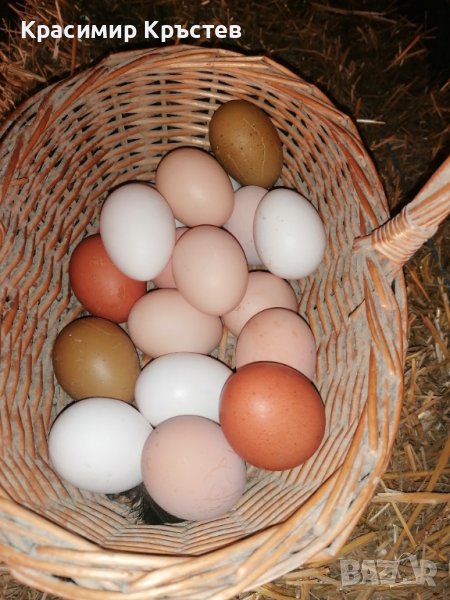 Продавам домашни яйца Шумен , снимка 1
