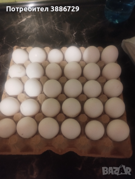 Яйца за люпене от бял легхорн, снимка 1