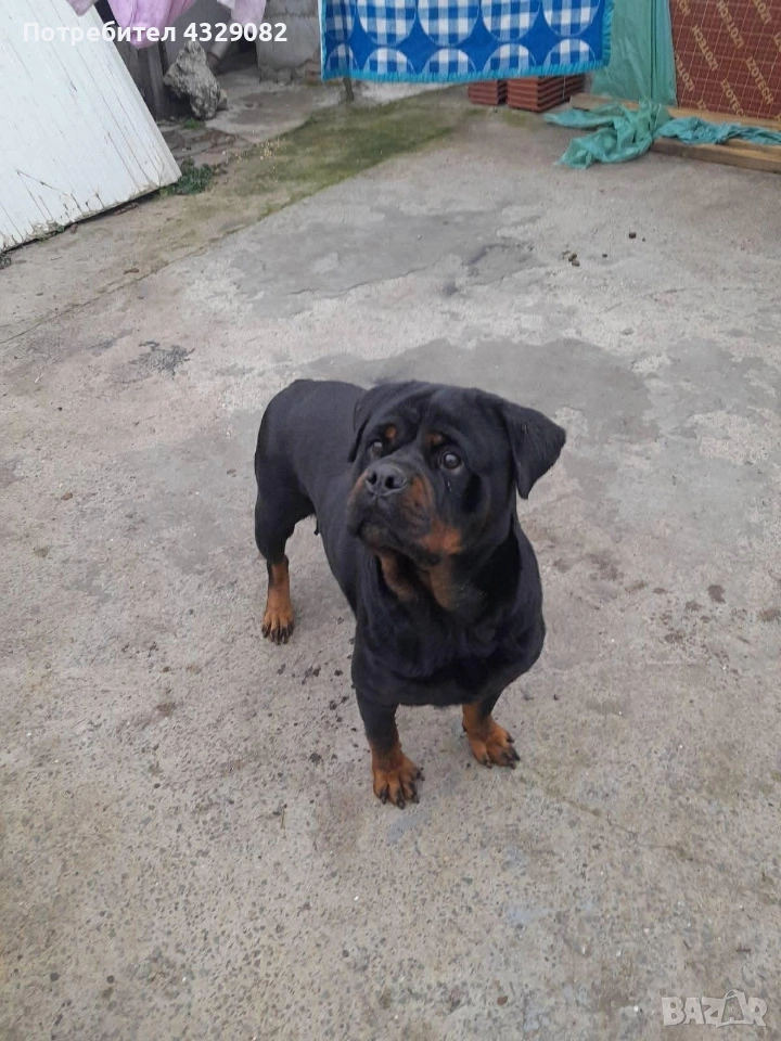 Продавам женски ротвайлер, снимка 1