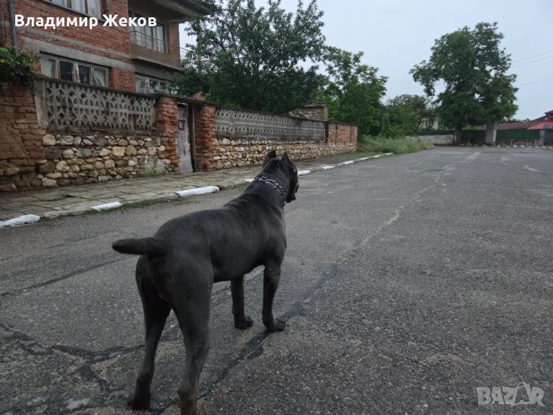 Кане корсо, снимка 1