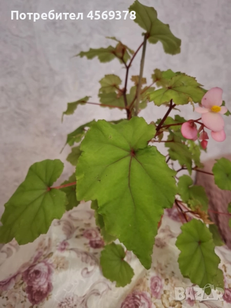 Цвете Бегония , снимка 1