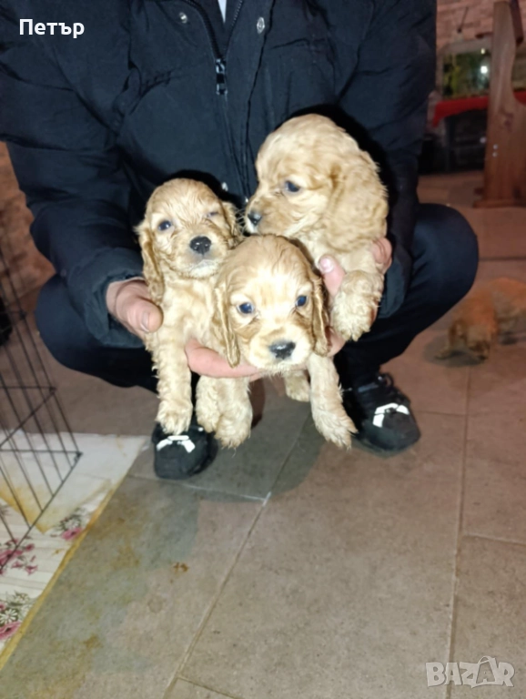 Продавам чистокръвни Кокери , снимка 1