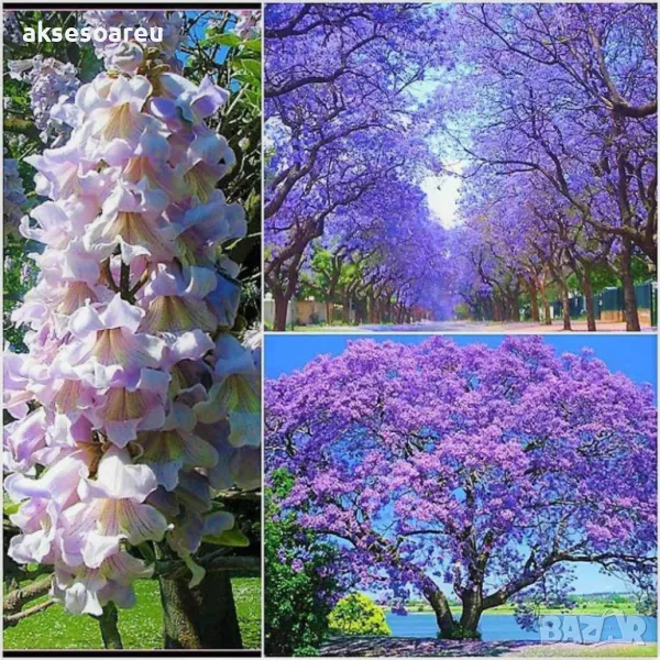 400 Качествени семена от медоносно дърво пауловния томентоса за пчелари дървен материал и сянка , снимка 1