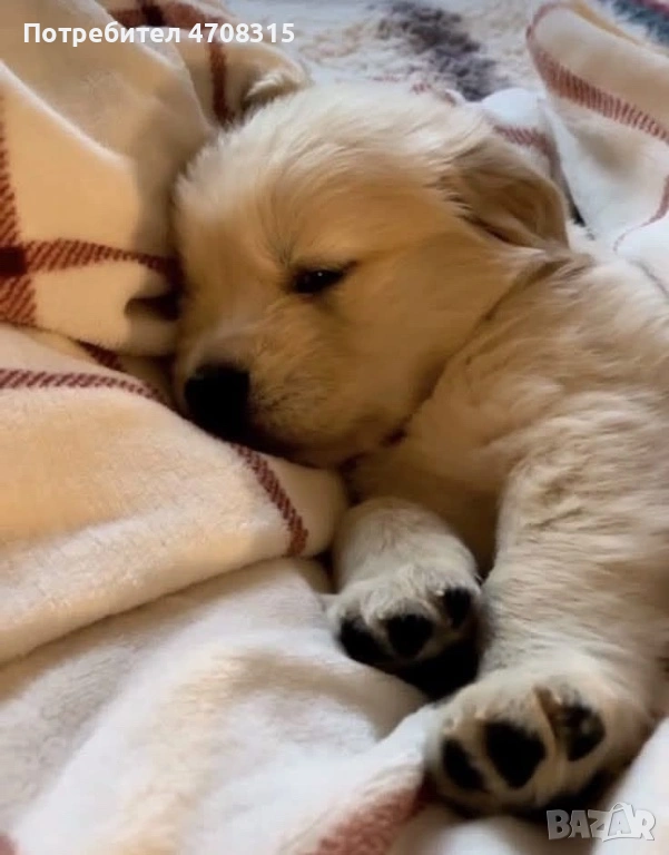 Голдън ретривър момче чистокръвно момченце, снимка 1