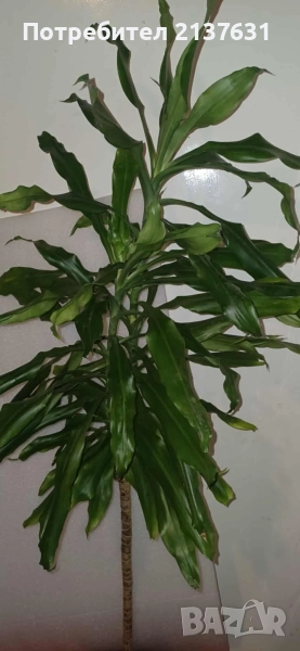 ДРАЦЕНА ФРАГРАНС , снимка 1