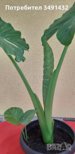 Цвете / Трилистник, снимка 1