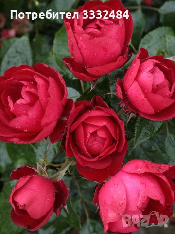 Роза 2, снимка 1 - Градински цветя и растения - 41777185