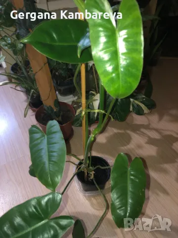 Philodendron Burle Marx , снимка 3 - Стайни растения - 47570046