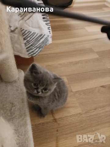 Британски късокосмести , снимка 3 - Британска късокосместа - 52481442