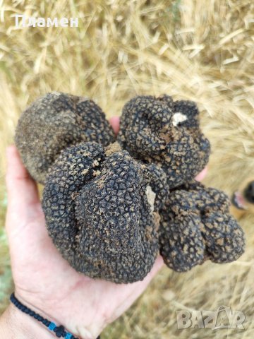 Черен пресен трюфел, снимка 9 - Други - 41320614