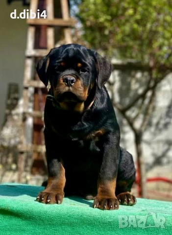 Ротвайлер, снимка 4 - Ротвайлер - 50765987