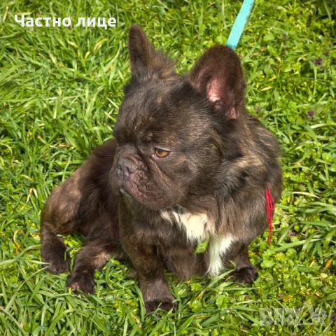 Fluffy френски булдог , снимка 5 - Френски булдог - 53500470