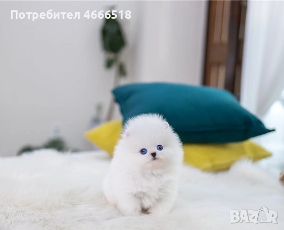 Мини померан, снимка 4 - Померан - 53305419