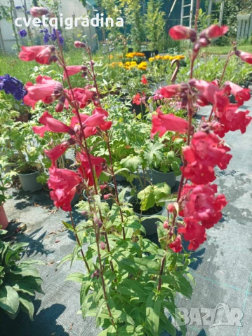 Penstemon quartz red (Пенстемон Червен кварц), снимка 1