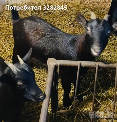 Мини кози //камерунски//