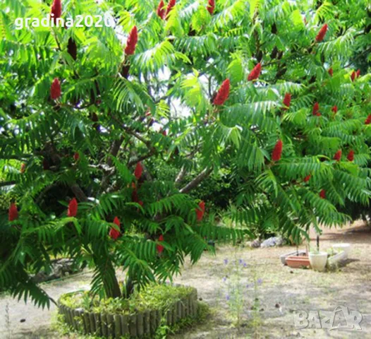 Рустифина, снимка 2 - Разсади - 49037301