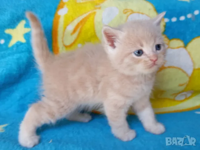 Сибирче, сибирска котка, сибирски котенца, сибирско коте, хипоалергично, момче крем