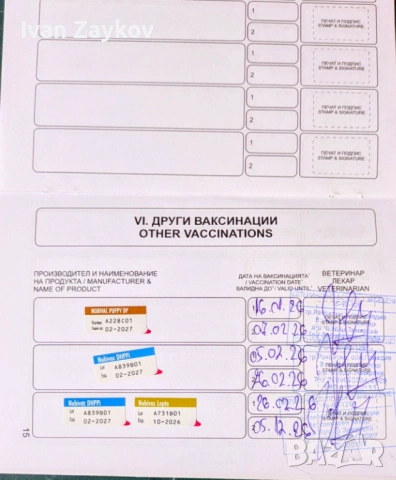 Мини черно момиче йорки, снимка 4 - Йоркширски териер - 53666441