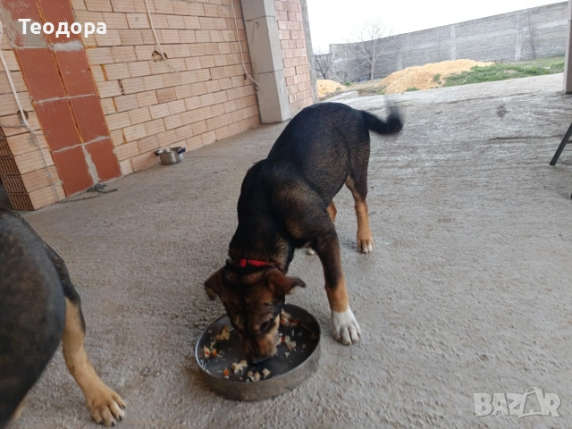 подарява се кученце на 4 месеца, снимка 4 - Други - 53849269