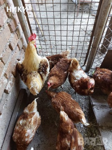 Продавам петли и кокошки носачки  ломан браун, снимка 3 - Кокошки и пуйки - 41755492